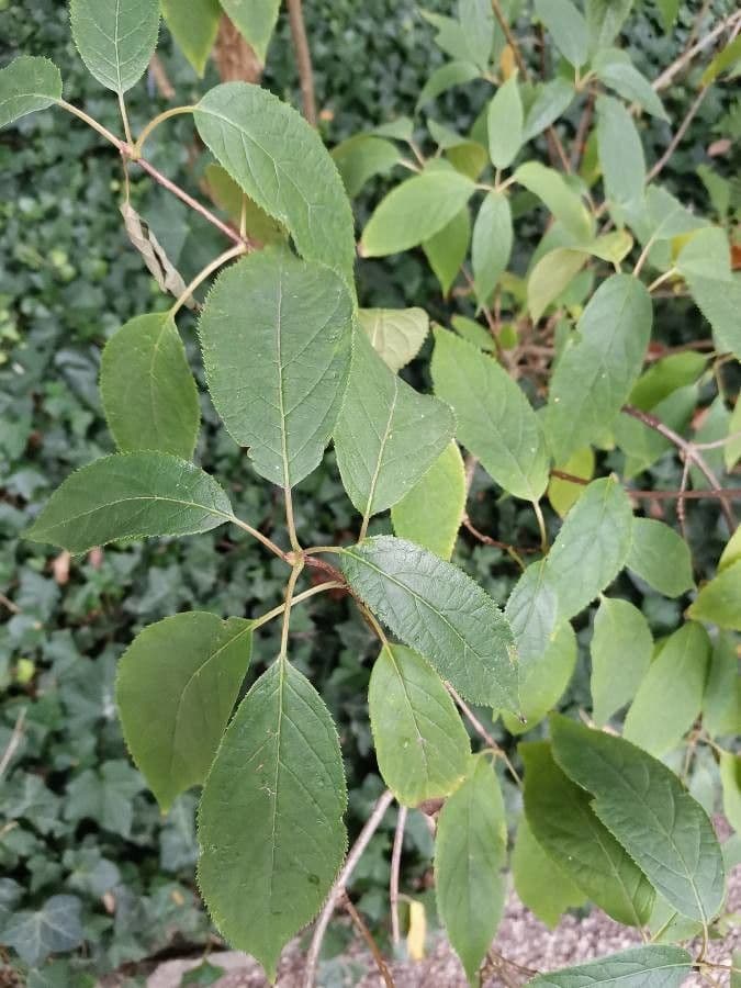 Ortensia eteromalla 4