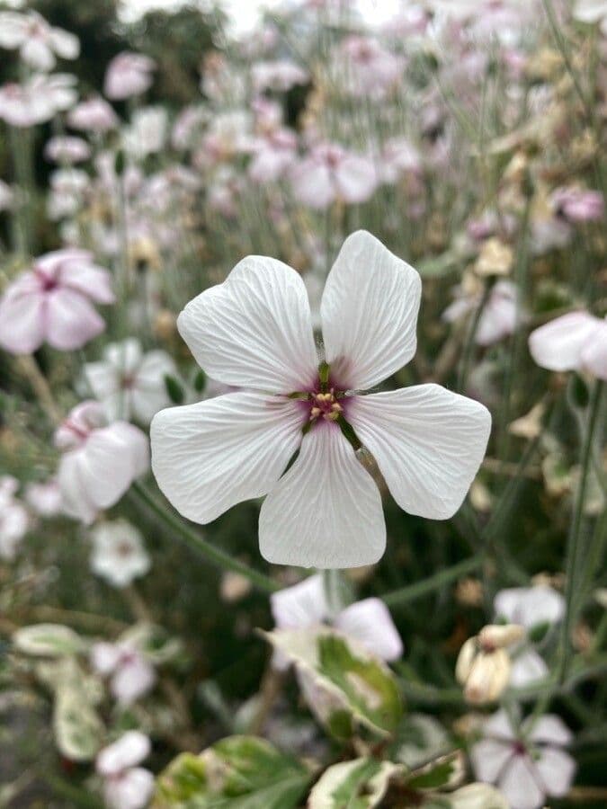 Geranio de Madeira 3