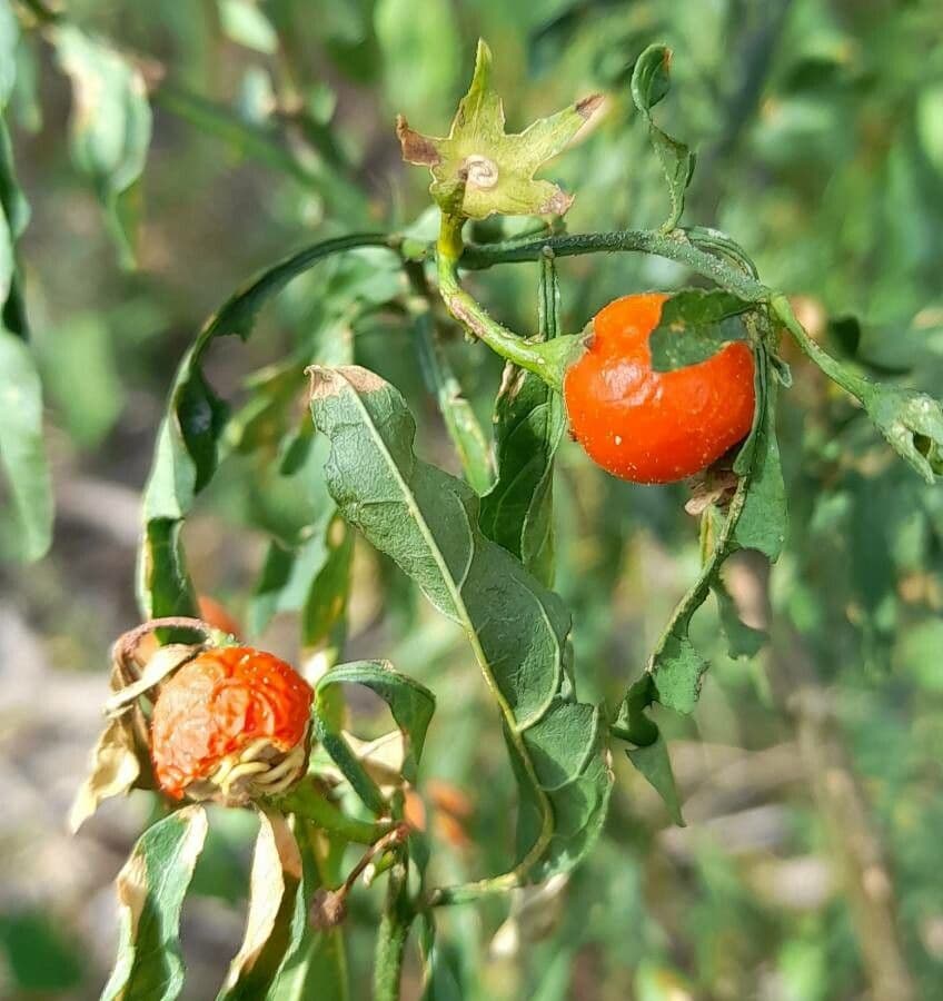 Paprika čako 2