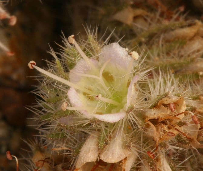Facelia hastata 3