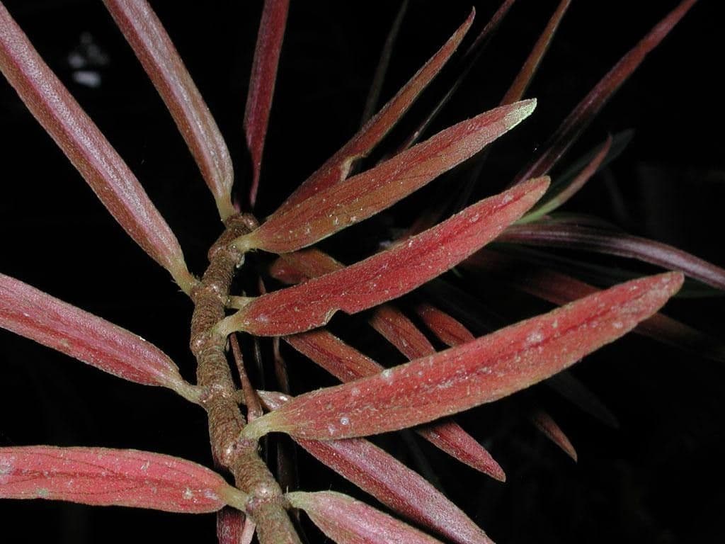 Columnea 22