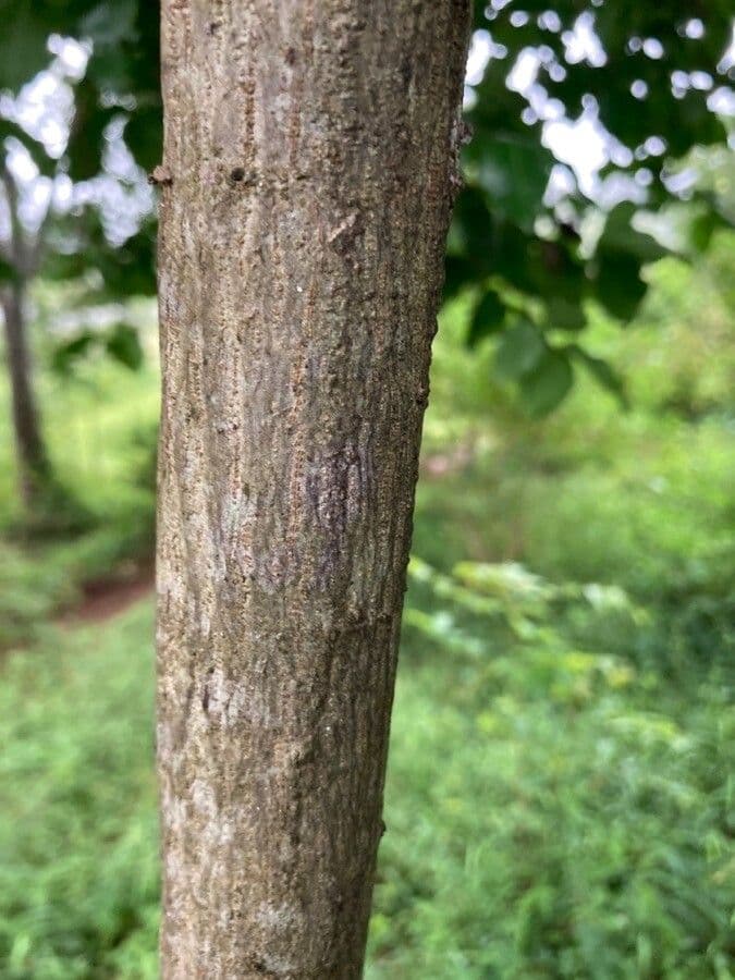 Strychninetree 16
