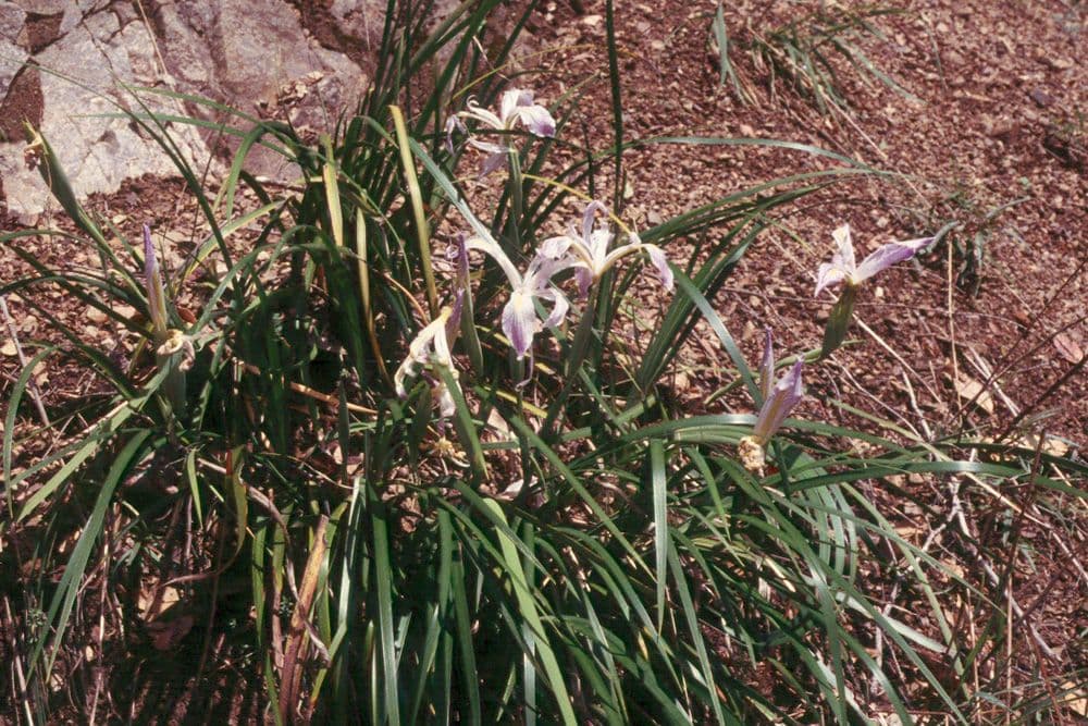 Iris 5