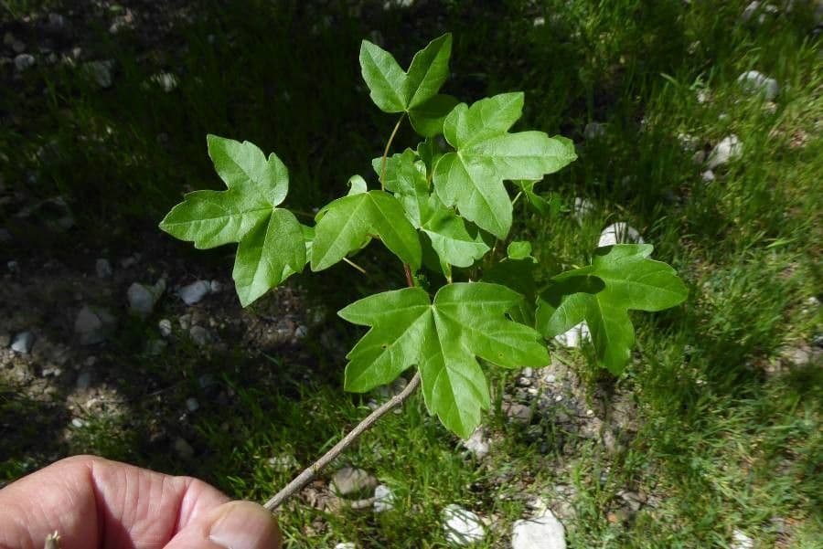 Acero hyrcanum