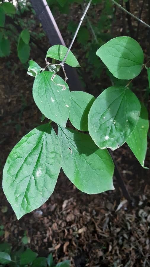 Pachysandra plstnatá 12