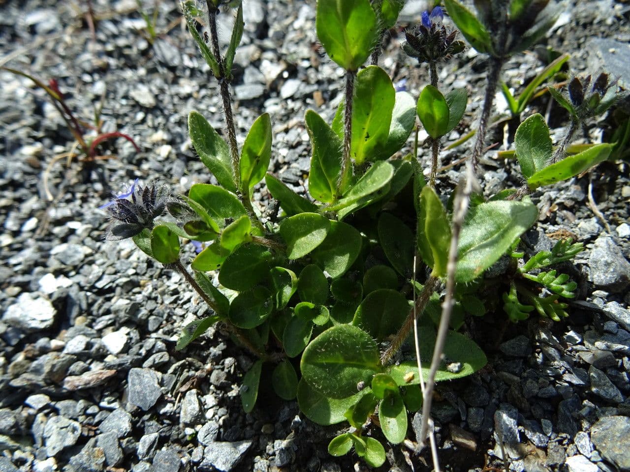 Veronica alpina 20