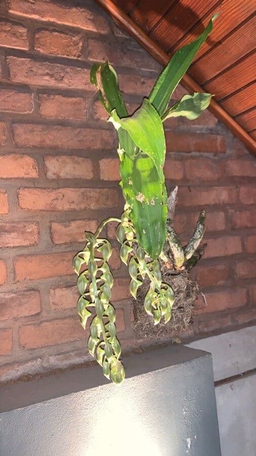Orchidea střapkatá 7