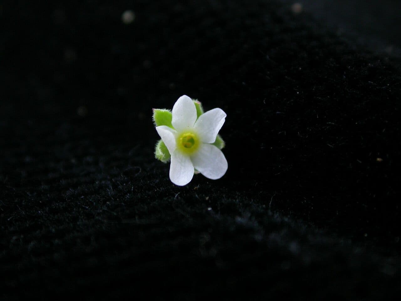 Androsace umbellata 5
