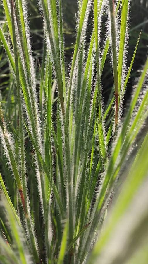 Danthonia a una spiga 14