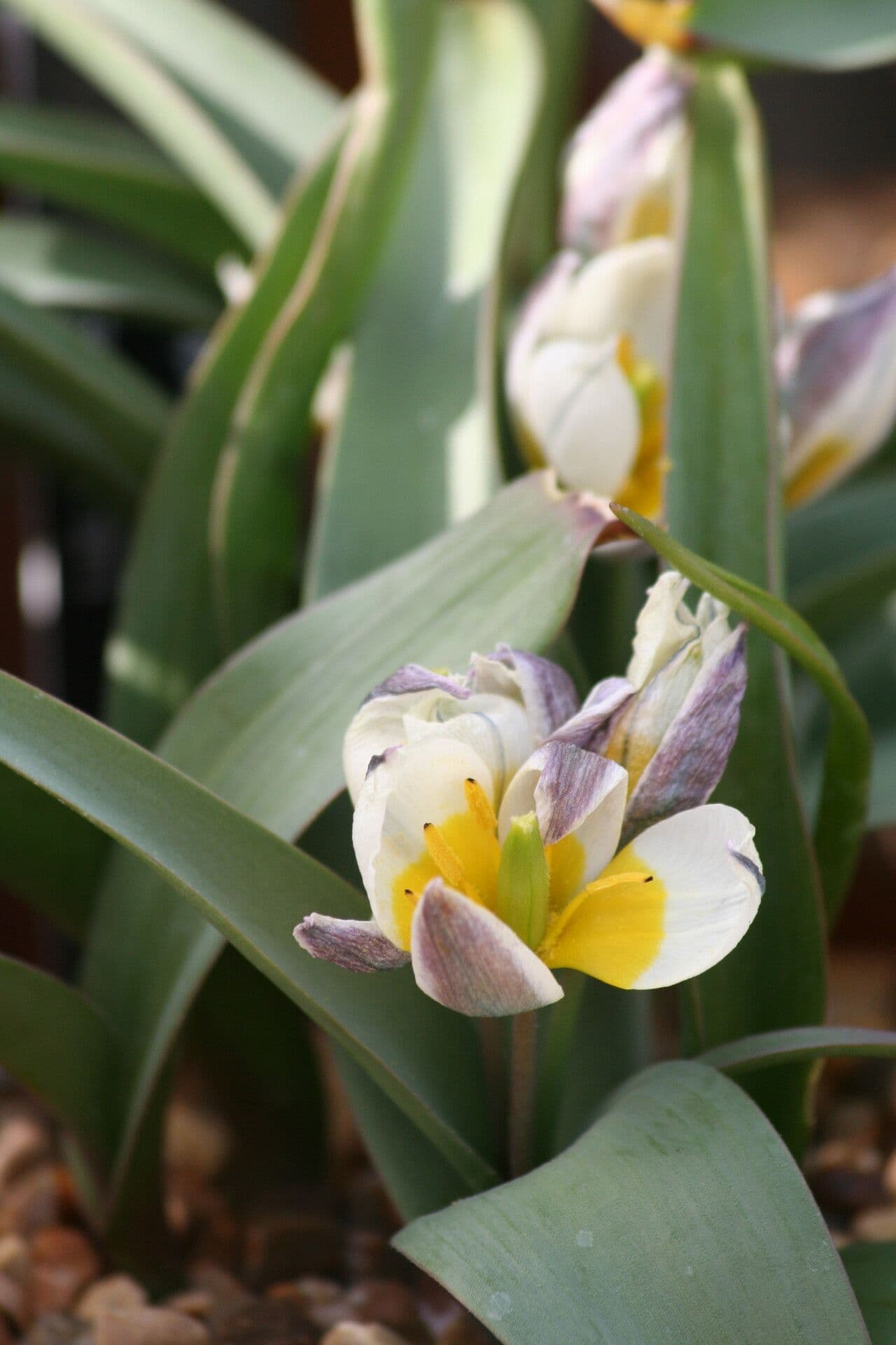 Tulipano 2