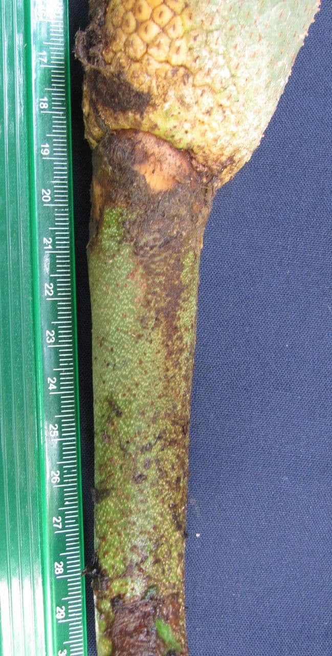 Monstera 6
