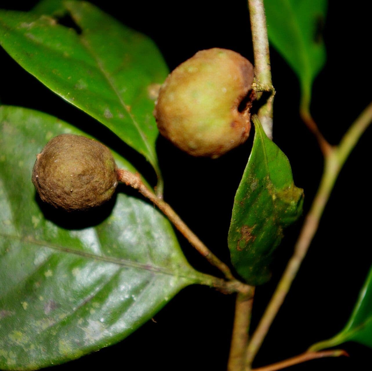Sarcaulus 2