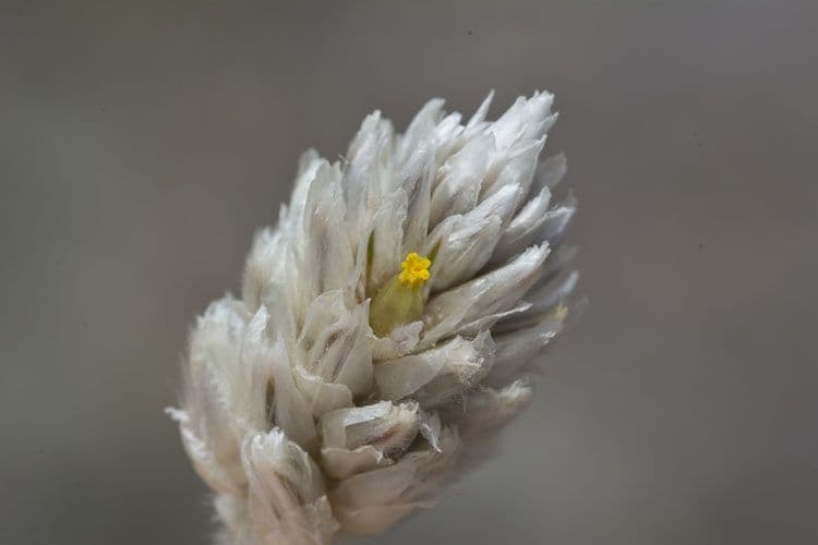 Gomphrena 3