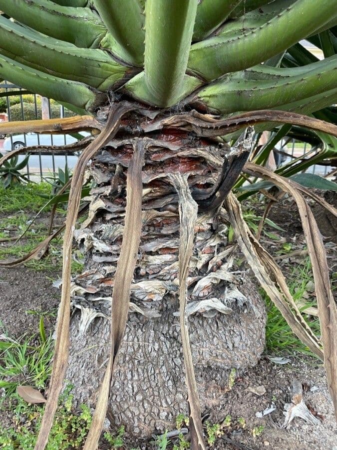 Aloe vera 24