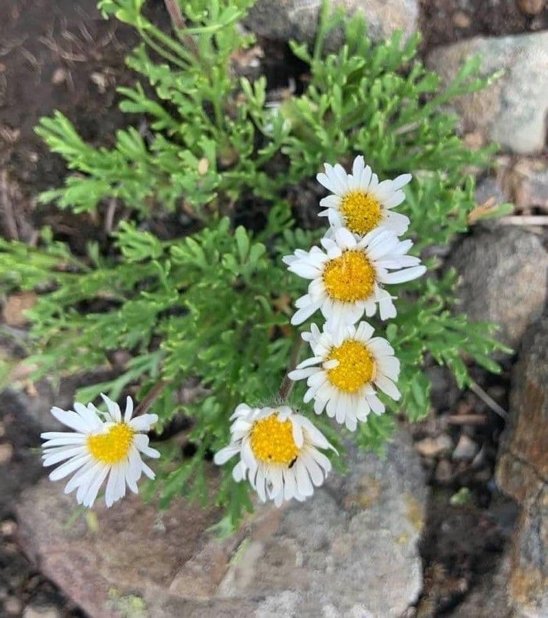 Erigeron composto 3