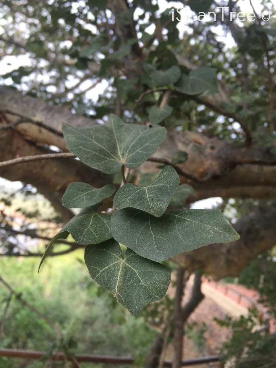 Sterculia 18