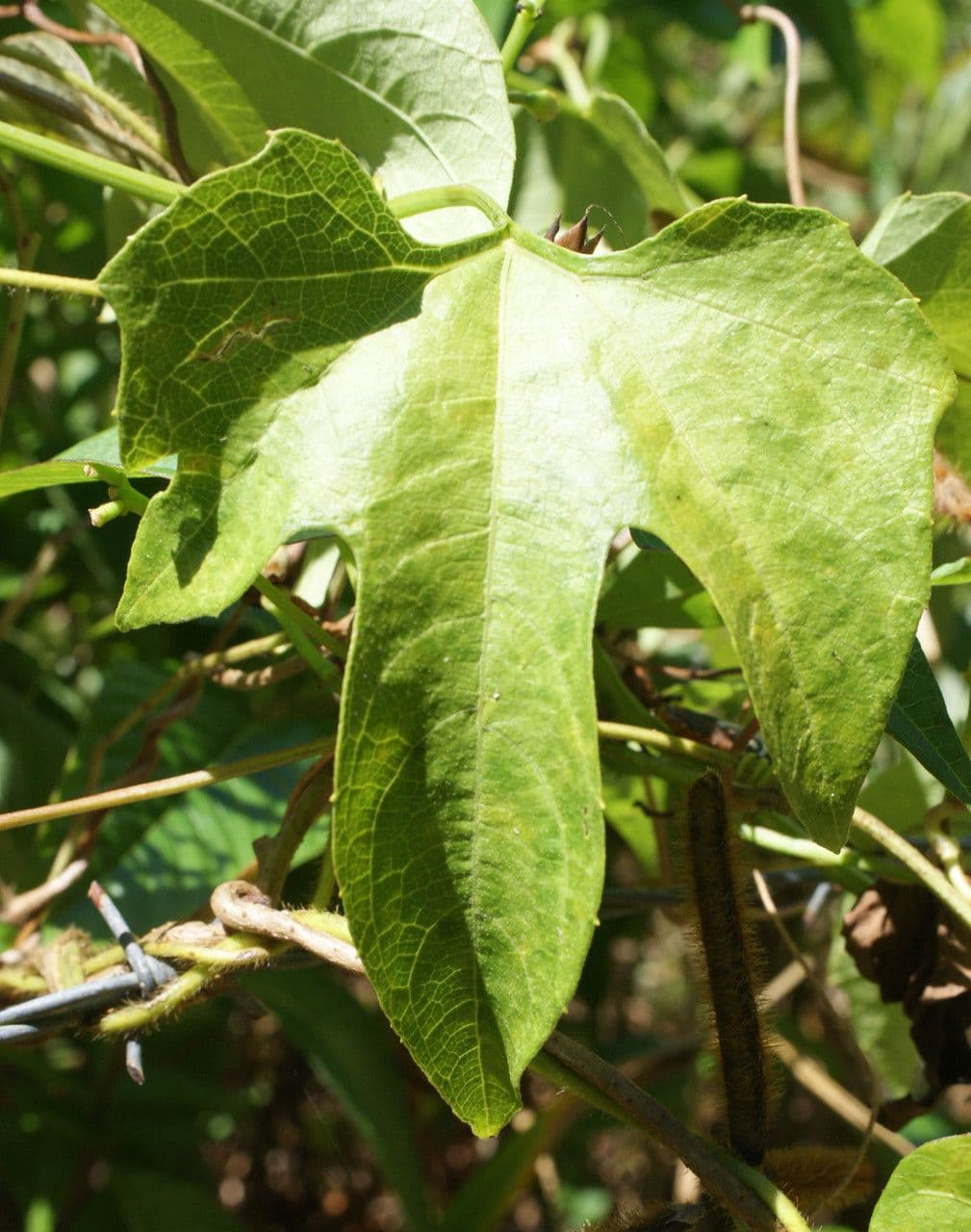 Cayaponia 14