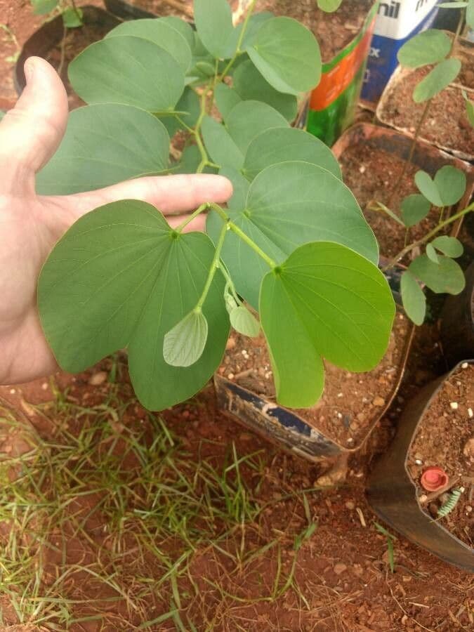 Bauhinia purpurea 17