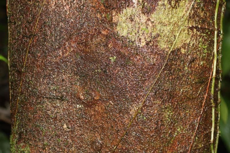 Apeiba 11