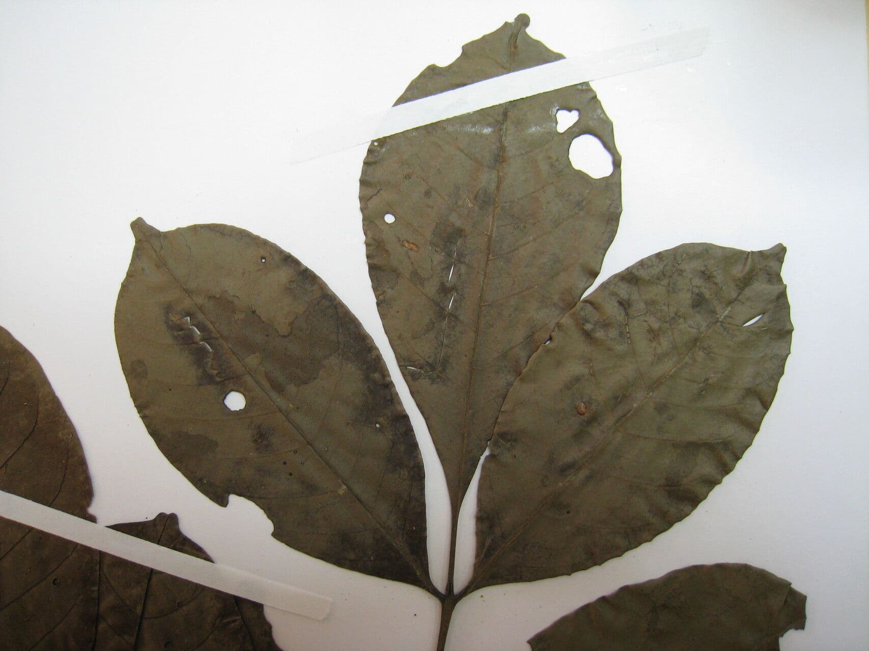 Trichilia micrantha