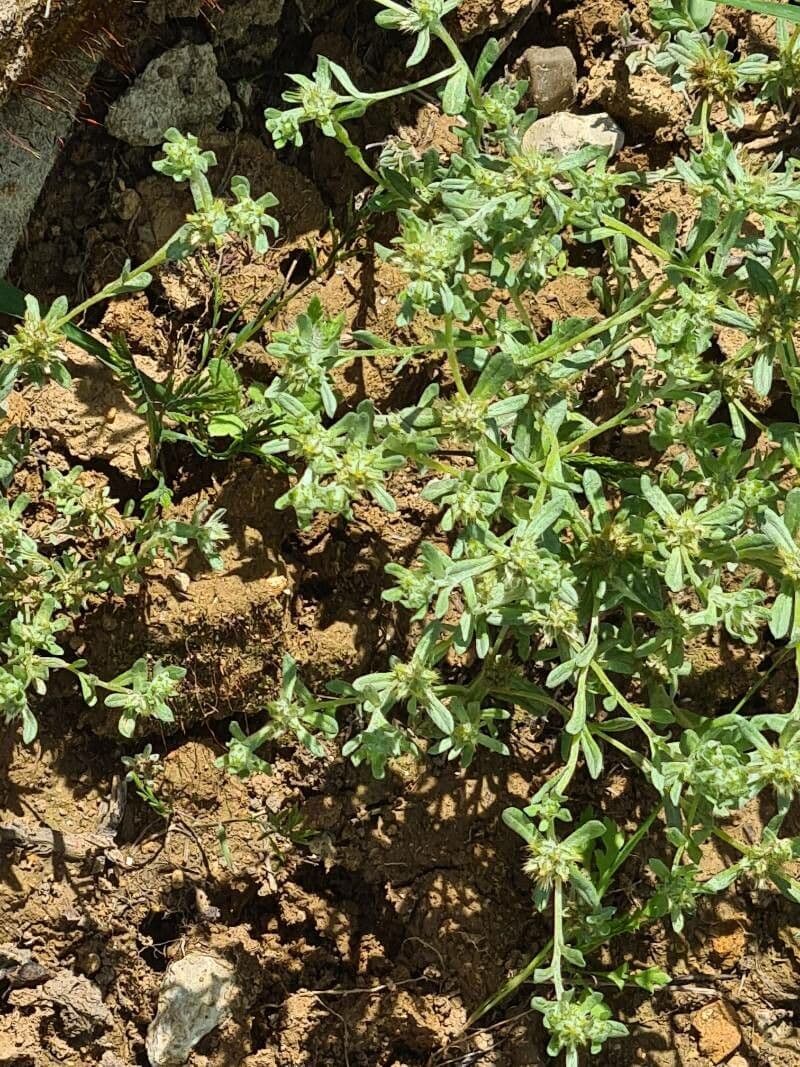 Bambagia spatolata 16