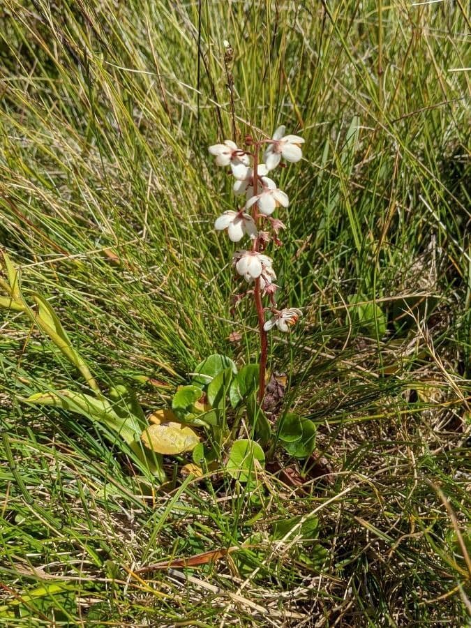 Round-leaf wintergreen 11