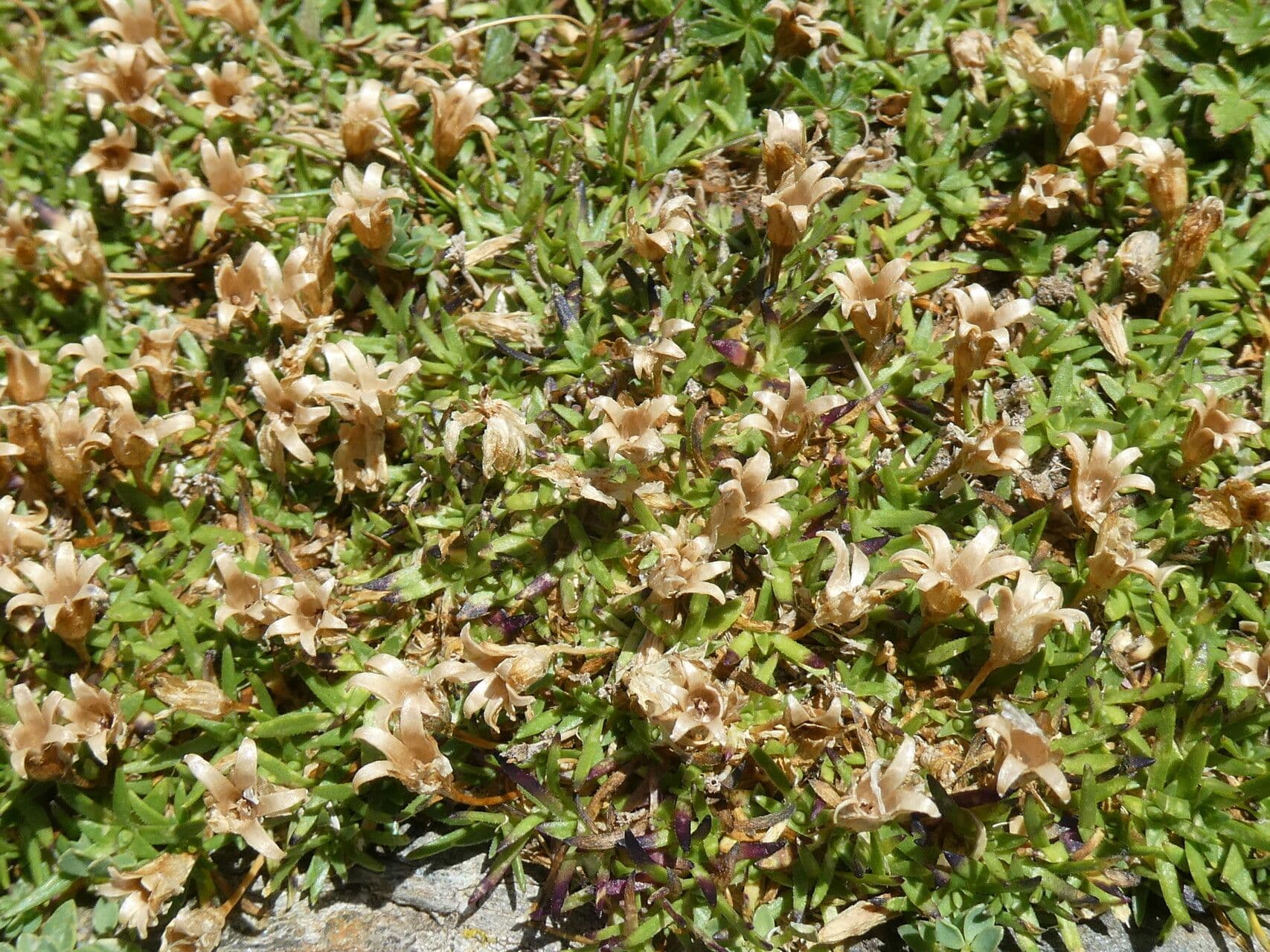Silene a cuscinetto 4
