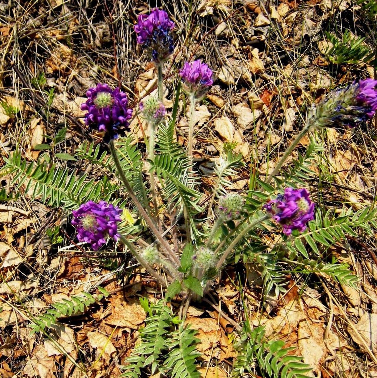 Oxytropis 7
