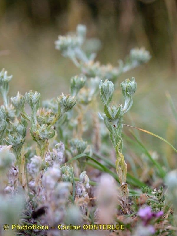Bambagia spatolata 29