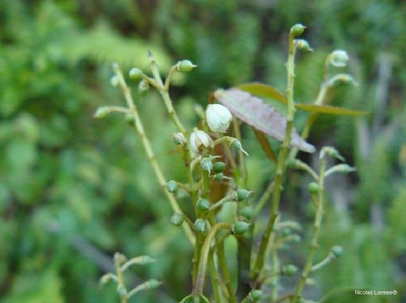 Rundblättriger Elaeocarpus