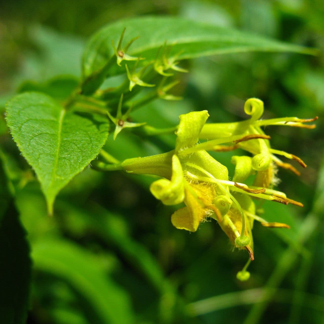Busch-Geißblatt 8