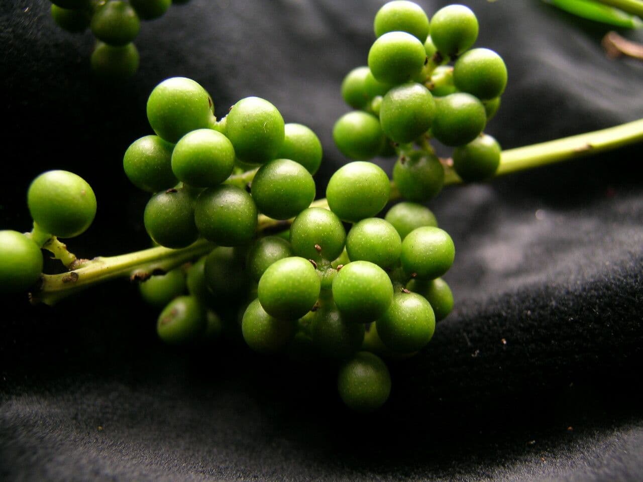 Cocculus 2