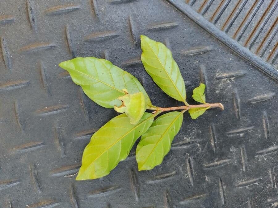 Campomanesia