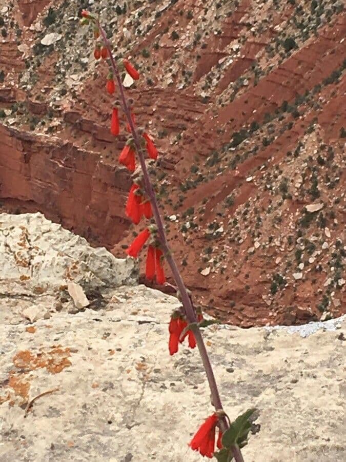 Penstemon