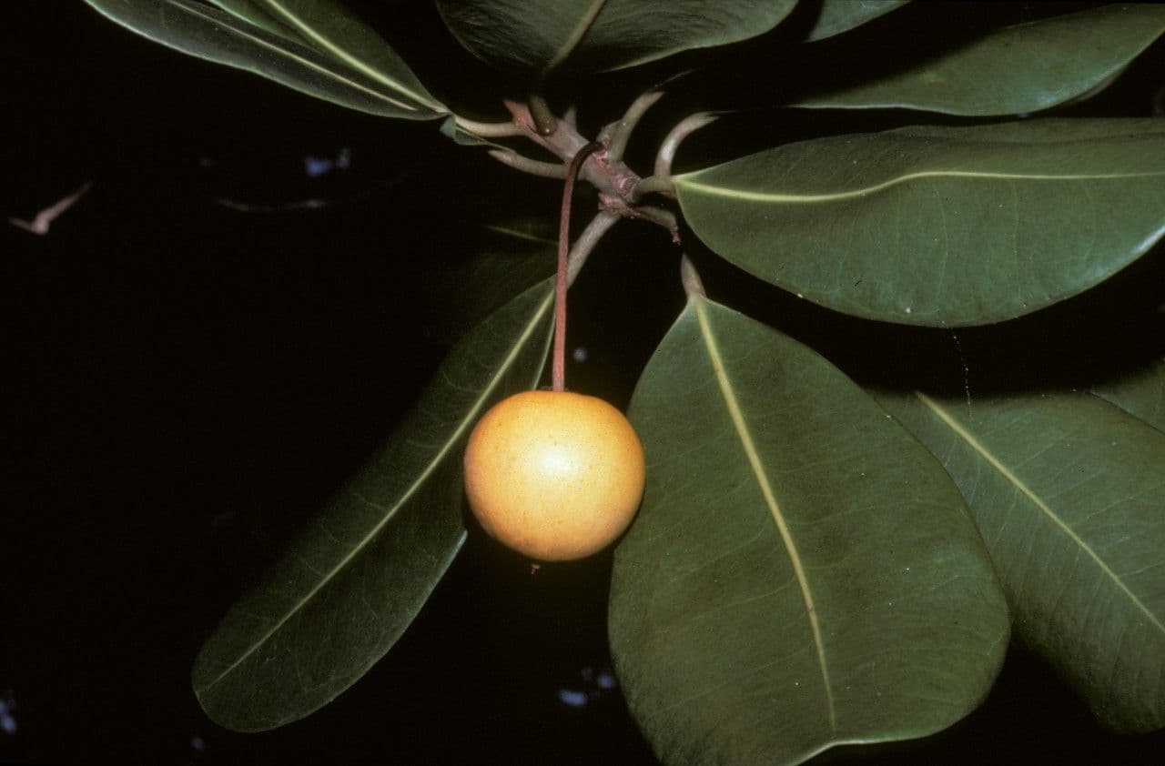 Manilkara