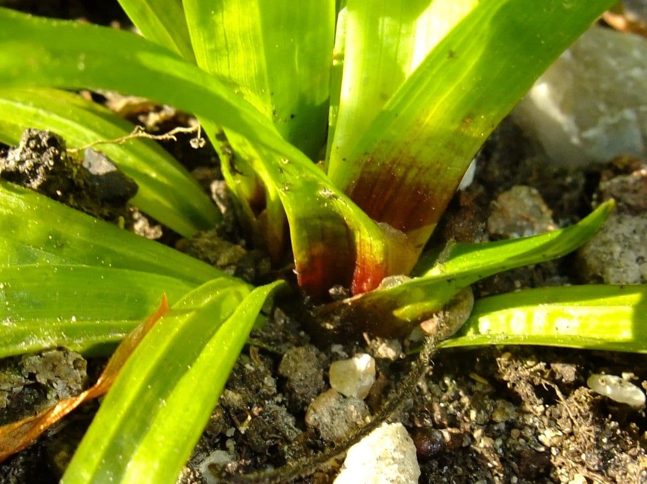 Plantainleaf sedge 10
