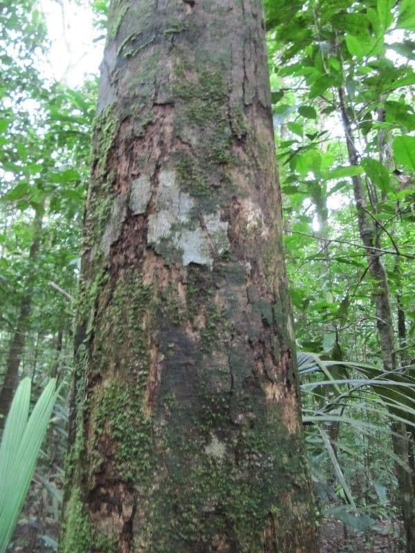 Simaruba amara 16