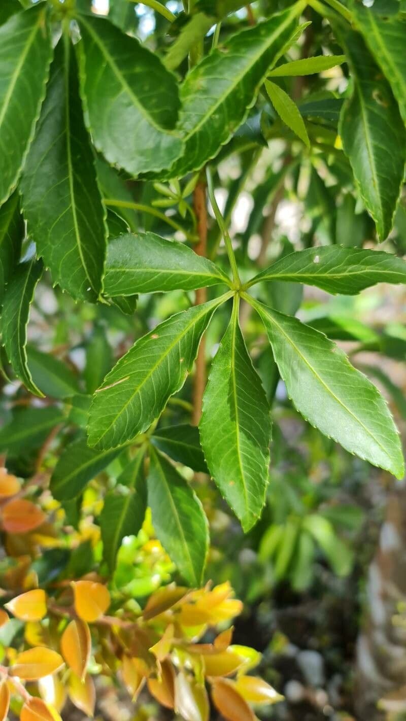 Falso Aralia 6