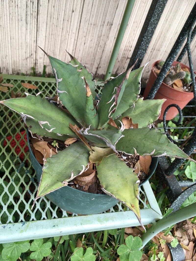 Agave 3