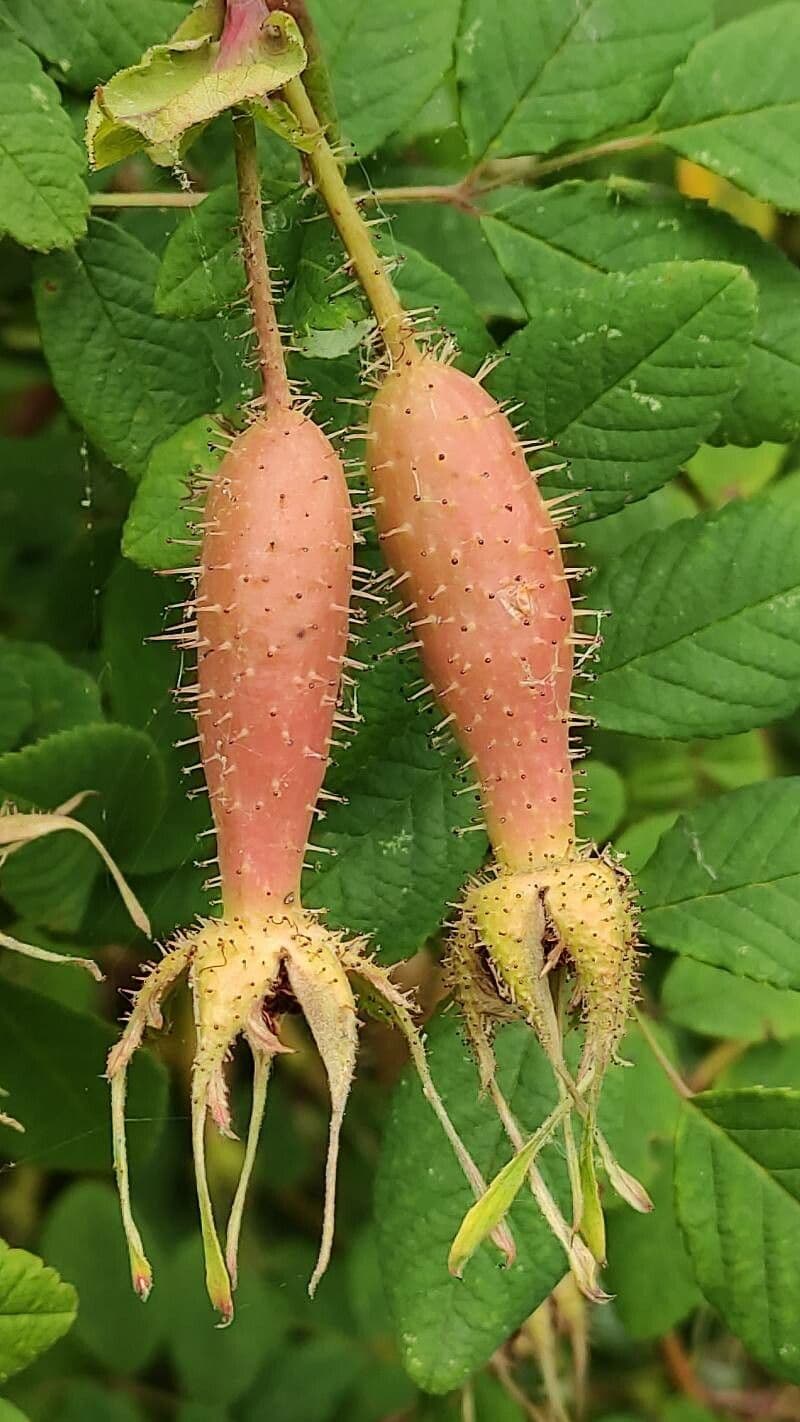 Rosa