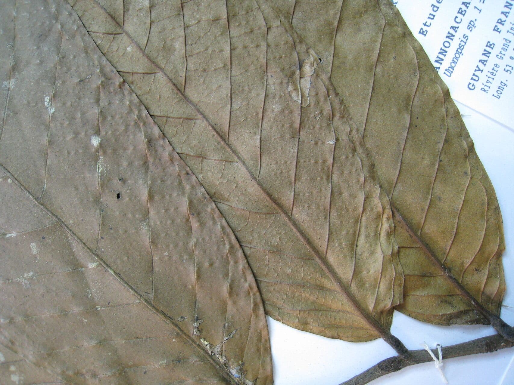 Unonopsis 6
