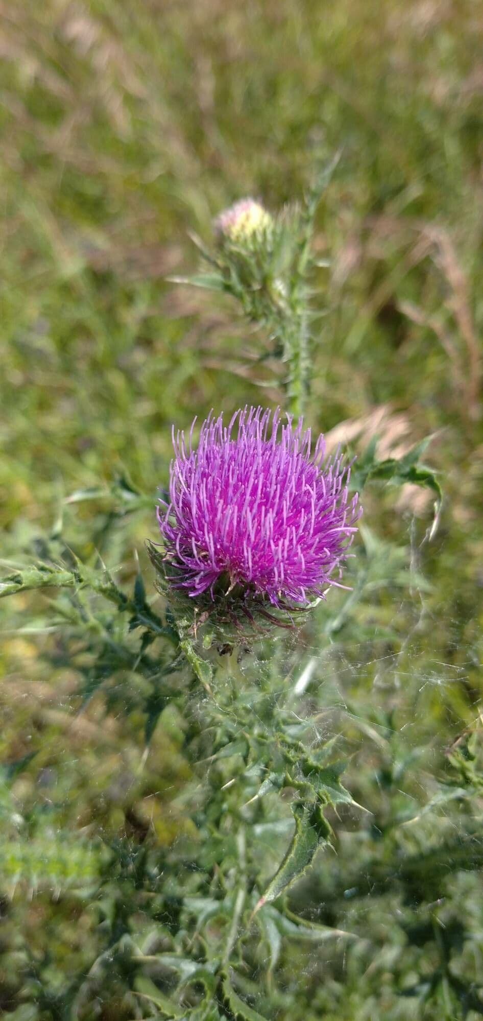 Weg-Distel 8