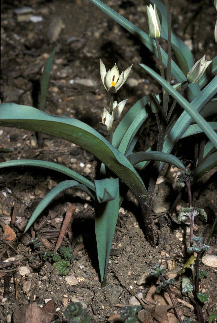 Tulip 5