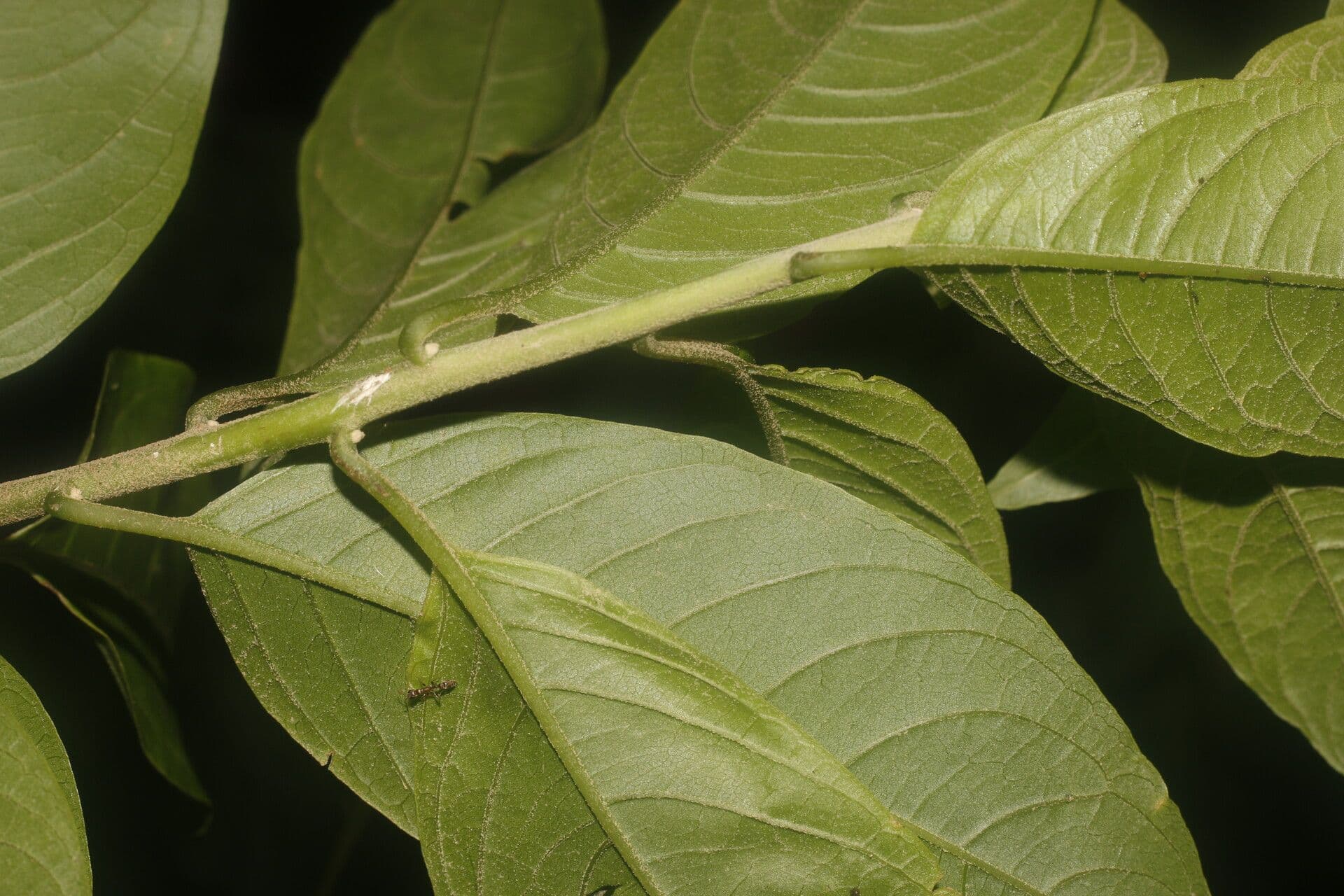 Cestrum 12