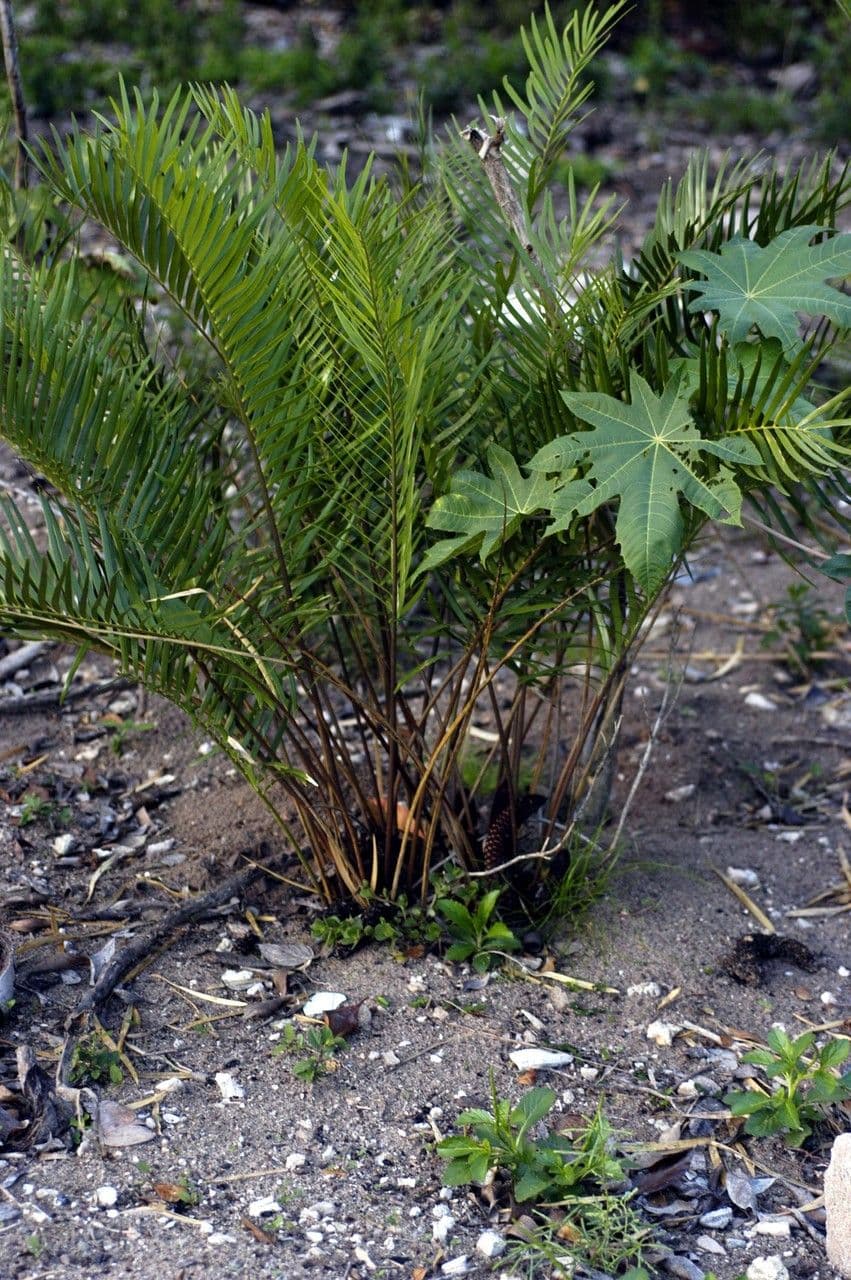 Zamia 13