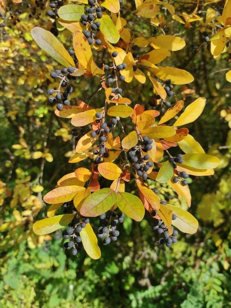 Border privet 8