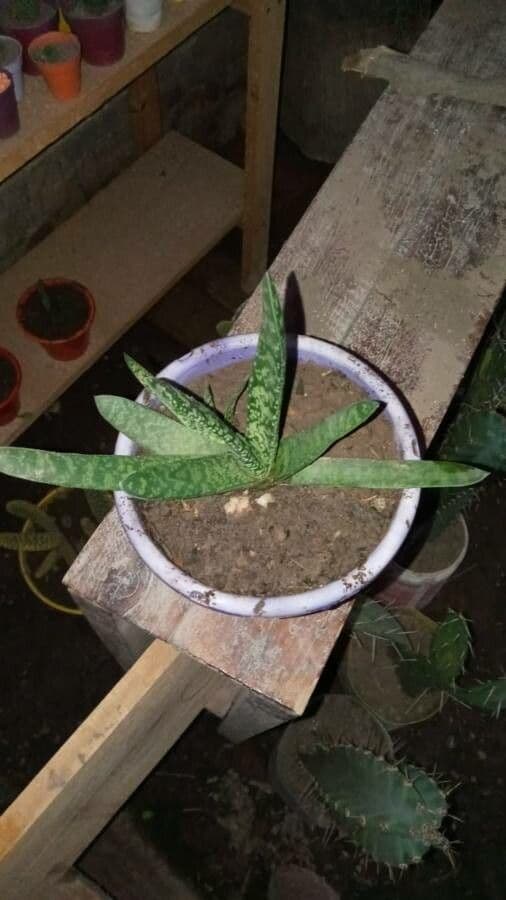 Gasteria 13