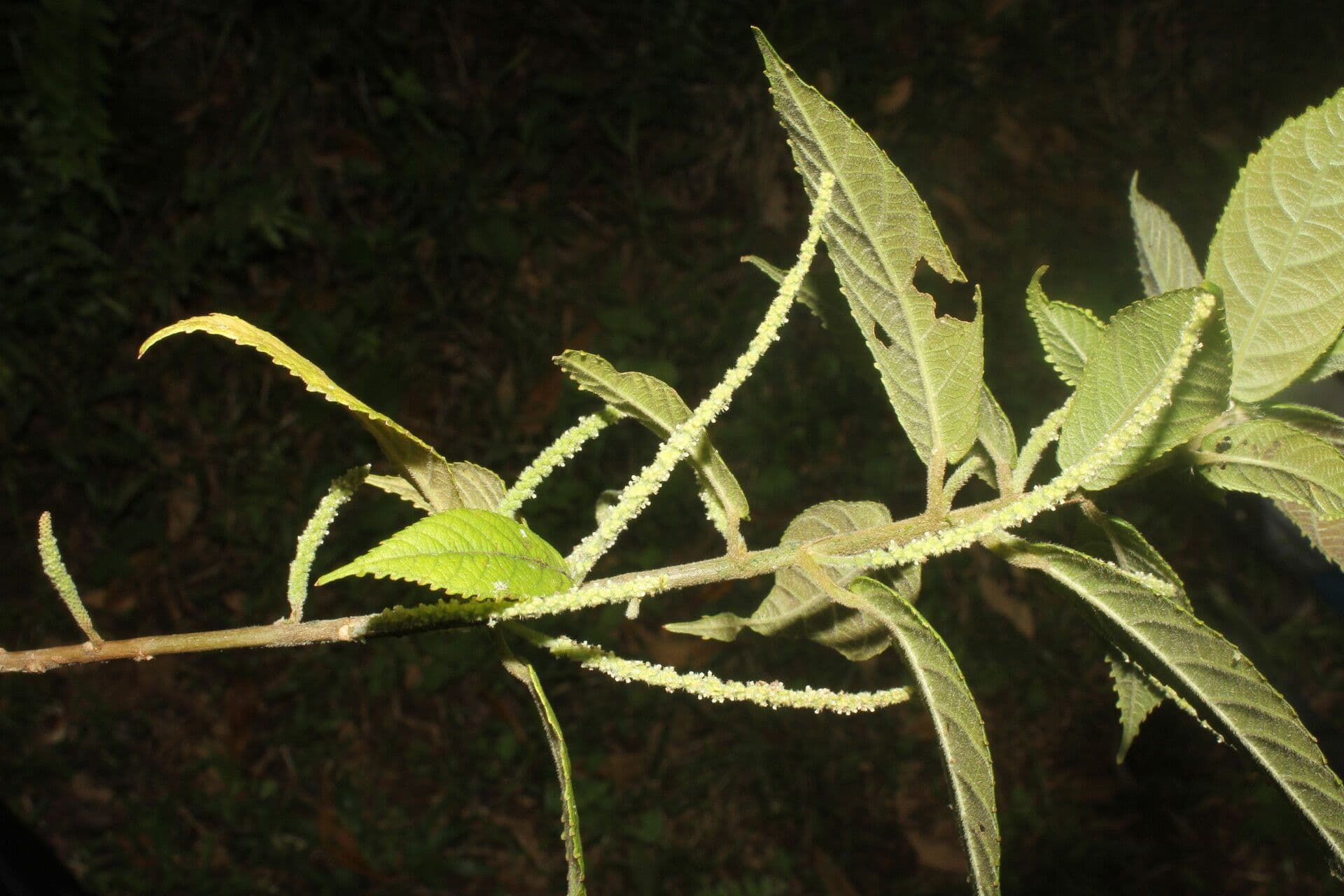 Acalifa 5