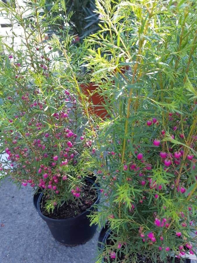 Boronia 13