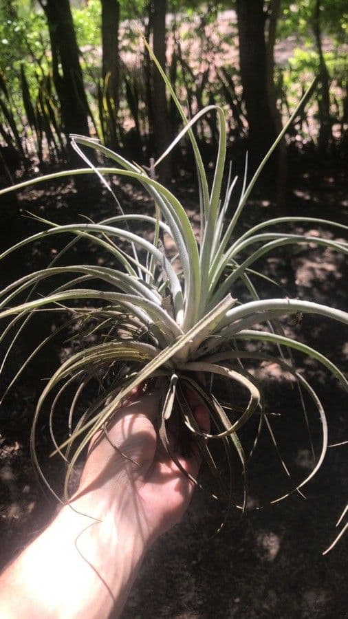 Tillandsia 8